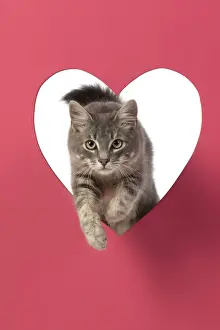 CAT, sliver grey tabby cat jumping through pink heart shaped hole, studio