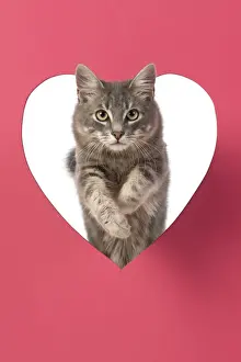 CAT, sliver grey tabby cat jumping through pink heart shaped hole, studio