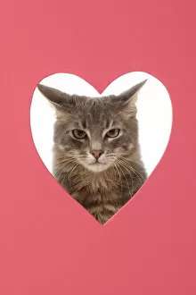 CAT, sliver grey tabby cat looking grumpy, through pink heart shaped hole, studio
