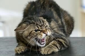 Images Dated 17th June 2004: Cat Snarling