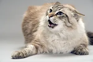 Hissing Prints: Cat - snarling / angry