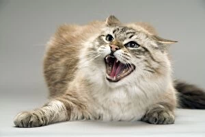 Cat - snarling / angry