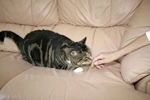 Images Dated 19th May 2007: CAT - sniffing person's hand