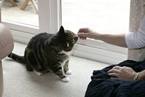Images Dated 19th May 2007: CAT - sniffing person's hand