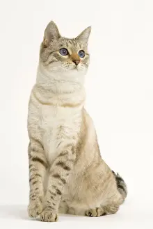 Coats Prints: Cat - Snow Bengal, short hair