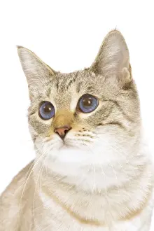 Cat - Snow Bengal in studio