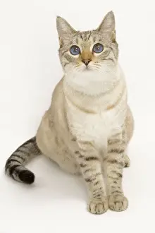 Cat - Snow Bengal in studio