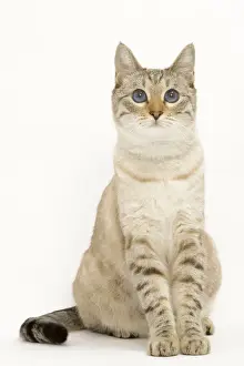 Cat - Snow Bengal in studio