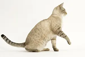 Cat - Snow Bengale in studio