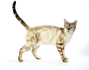 Images Dated 11th May 2006: CAT. Snow Marble blue-eyed Bengal
