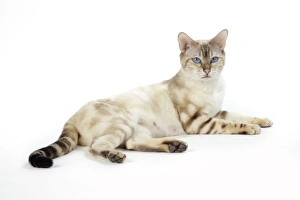 Images Dated 11th May 2006: CAT. Snow Marble blue-eyed Bengal