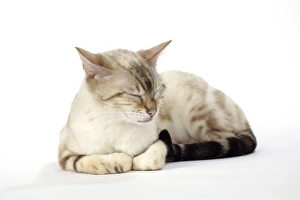 Images Dated 11th May 2006: CAT - Snow Marble blue-eyed Bengal asleep but using its ears