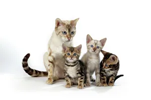 Images Dated 11th May 2006: CAT - Snow Marble blue-eyed Bengal & kitten & Brown Marble blue-eyed Bengal kittens - 6 weeks old