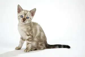 Bengal Prints: CAT. Snow Marble blue-eyed Bengal kitten - 6 weeks old