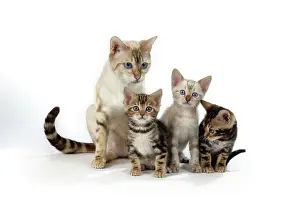 Bengal Prints: CAT - Snow Marble blue-eyed Bengal & kitten & Brown Marble blue-eyed Bengal kittens - 6 weeks old