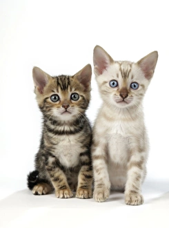 Images Dated 11th May 2006: CAT. Snow Marble & Brown Marble blue-eyed Bengal kittens - 6 weeks old