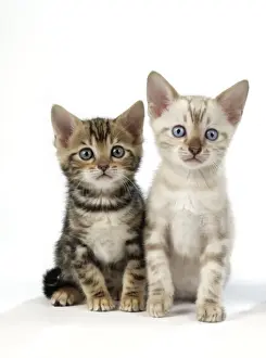 CAT. Snow Marble & Brown Marble blue-eyed Bengal kittens - 6 weeks old
