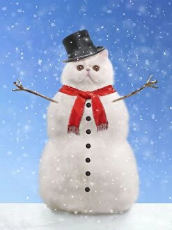 Cats Gallery: Cat - snowman. Digital Manipulation