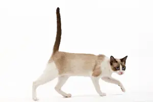 Cat - snowshoe in studio