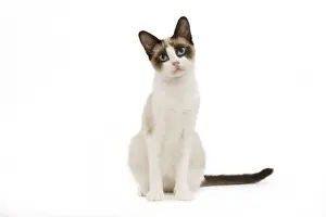 Cat - snowshoe in studio