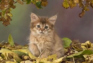 Cat Somali 9 week old kitten with autumn leaves