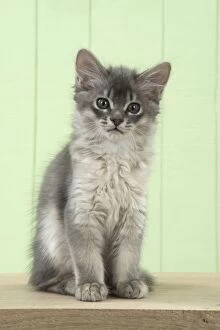 Images Dated 9th July 2014: Cat Somali (blue) 6 week old kitten