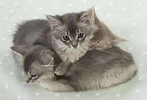 Images Dated 9th July 2014: Cat Somali (blue & fawn) 6 week old kittens Cat Somali (blue & fawn) 6 week old kittens