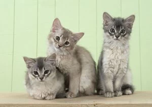 Images Dated 9th July 2014: Cat Somali (blue & fawn) 6 week old kittens Cat Somali (blue & fawn) 6 week old kittens
