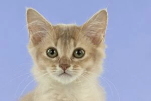 Images Dated 4th September 2014: CAT Somali kitten (6 months old )