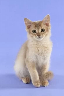 Images Dated 4th September 2014: CAT Somali kitten (6 months old )