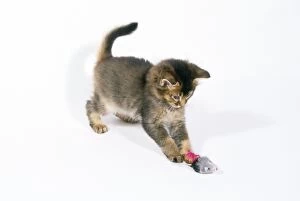Cat - Somali kitten, 6 weeks old, playing
