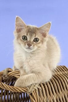 Images Dated 4th September 2014: CAT Somali kitten with a basket (6 months old )