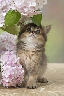 Images Dated 20th July 2017: CAT. Somali kitten (brown usual ) 9 weeks old with flowers