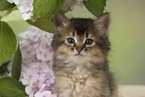 Images Dated 20th July 2017: CAT. Somali kitten (brown usual ) 9 weeks old with flowers