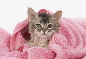 CAT. Somali kitten ( sorrel silver ) wet in a towel