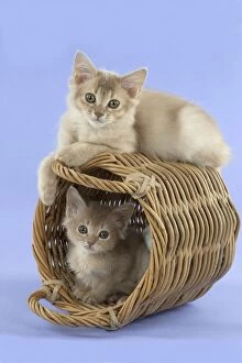 Images Dated 4th September 2014: CAT Somali kittens with a basket (6 months and 6 weeks old )