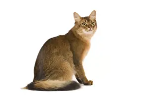 Cat - Somali in studio