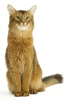Cat - Somali in studio