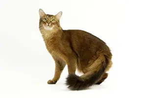 Cat - Somali in studio