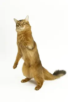 Cat - Somali in studio