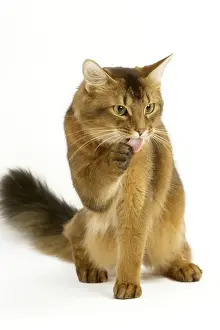 Cat - Somali in studio groomimg