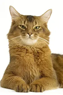 Ruddy Prints: Cat - Somali in studio - ruddy variety