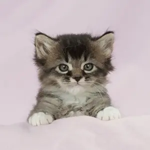 Purple Prints: Cat - Somali x Tabby 5 week old kitten Manipulation: background colour changed