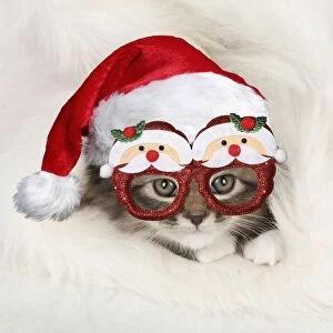 Images Dated 6th May 2020: CAT - Somali x tabby kitten wearing Christmas