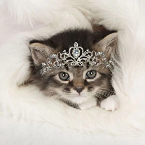 Tiaras Gallery: CAT - Somali x tabby kitten wearing a tiara