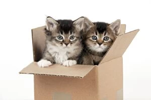 Cardboard Gallery: CAT - Somali x tabby kittens in cardboard box - 5 weeks old