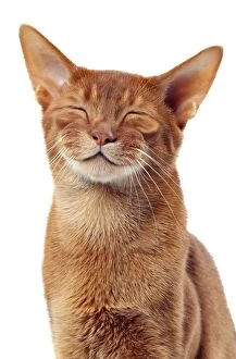Cat Sorrel Abyssinian smiling. Digital Manipulation
