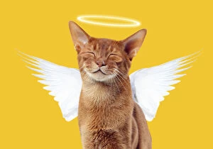 Angels Gallery: Cat - Sorrel Abyssinian - smiling   Digital Manipulation