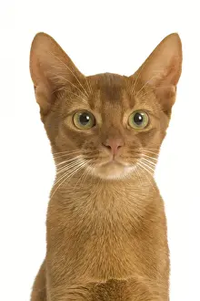 Sorrel Prints: Cat - Sorrel Abyssinian in studio