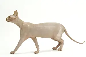 Cat - Sphinx